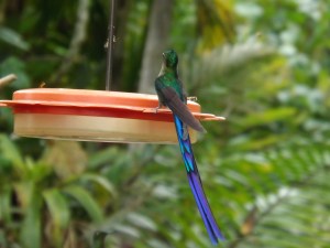 A Violet-tailed Sylph hummingbird.  Photo recently taken near Mindo, Ecuador.  One of God's amazing creations!